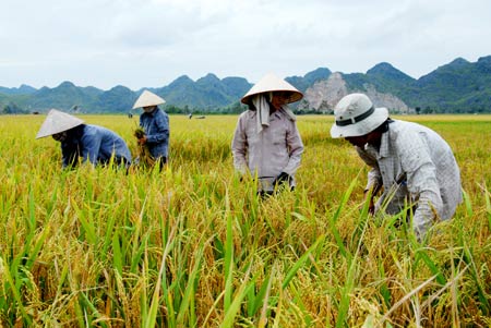 Lúa đang mất giá vì được mùa