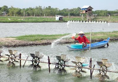 Nông dân Bến Tre được mùa tôm